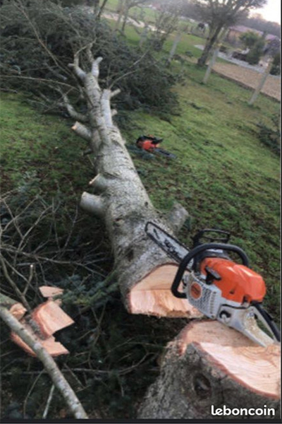 Service d’abattage d’arbres à Lorient